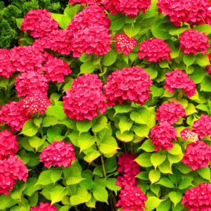 Hortenzia kalinolistá (Hydrangea macrophylla) ´HI FIRE®´ - výška 20-30 cm, Ø 20-30 cm, kont. C3L